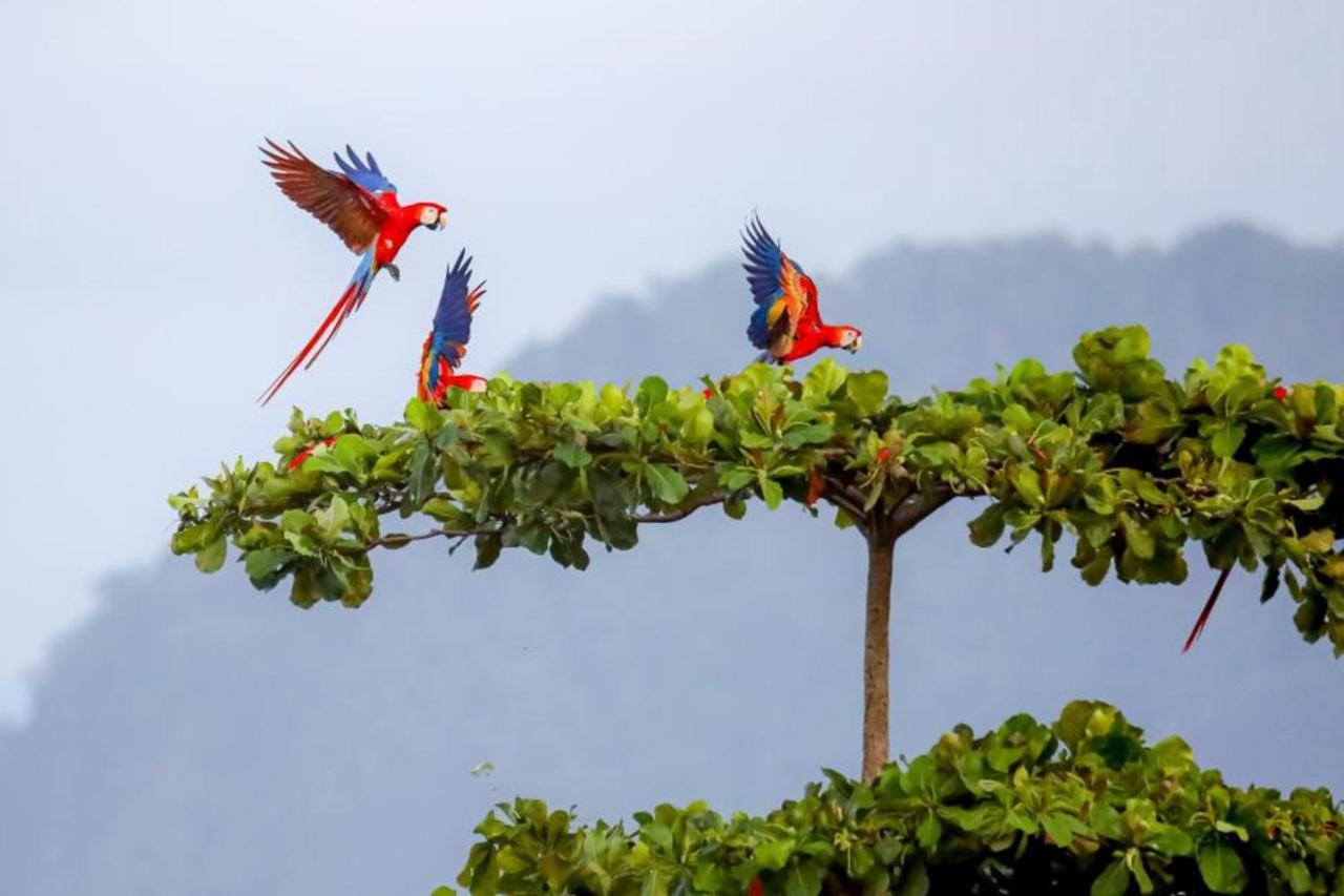 Jaco Tropical #69 Daire Dış mekan fotoğraf